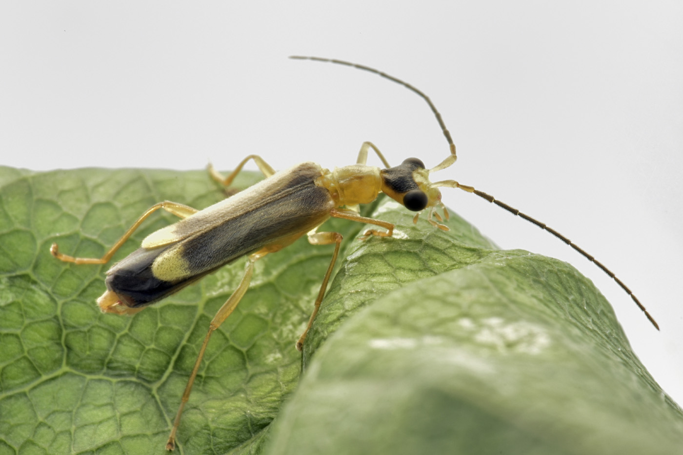 Cantharidae: Malthinus flaveolus anche lui?